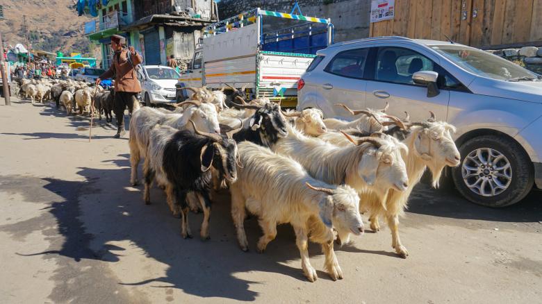 Free stock image of Man walking sheep in a village created by Atul Saini
