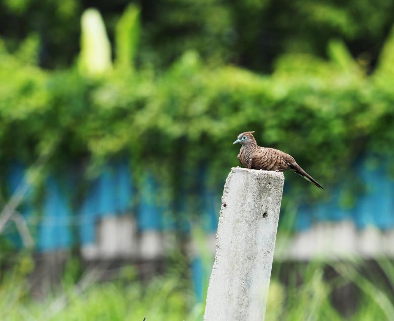 Free stock image of Rock dove on concrete pole created by Samrarn Chaipichitpun