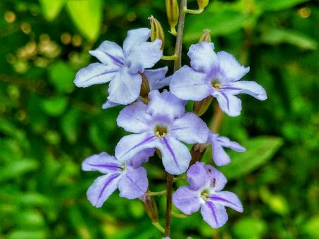 Plumbago Auriculata - Free Stock Photo