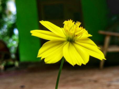 Sulfur Cosmos - Free Stock Photo