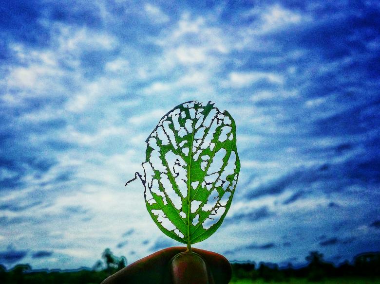 Free stock image of Tattered Leaf created by Nushrath Ahamed