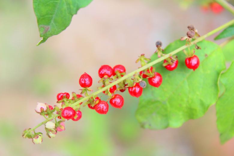 Free stock image of Red Berry Flowers created by Moon  Bhuyan