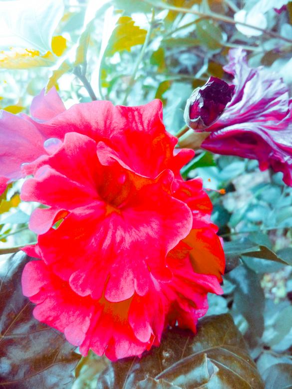Free stock image of Red Tropical Flower created by mohamed aslam