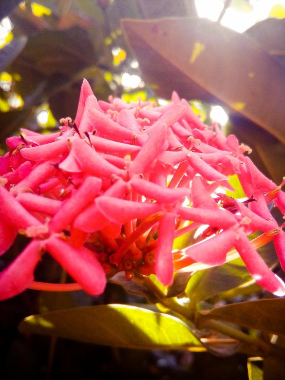 Free stock image of Pink Tropical Flowers created by mohamed aslam