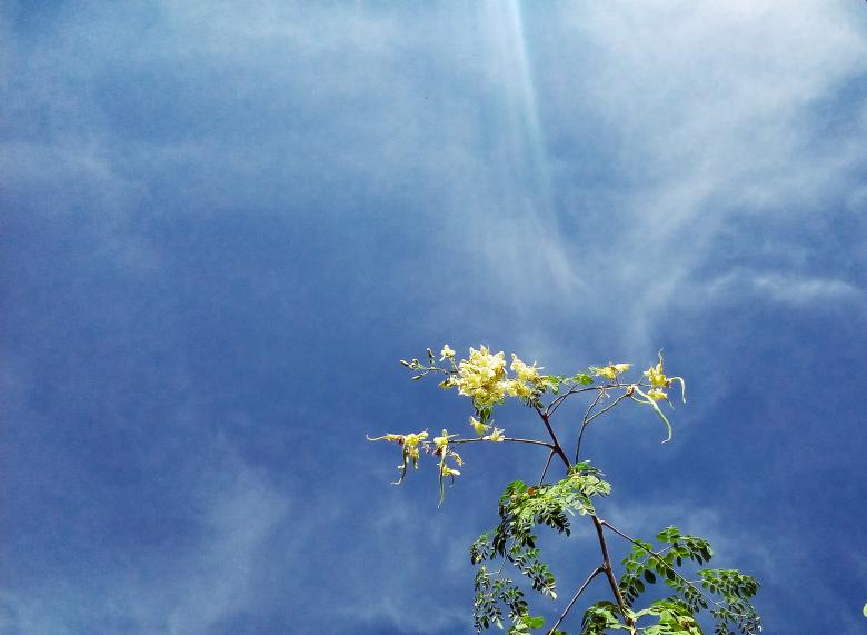 Free stock image of Sky with flowers created by mohamed aslam