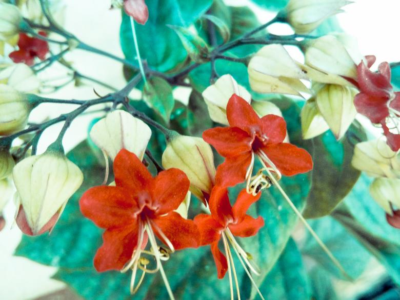 Free stock image of Red and White Flowers  created by mohamed aslam