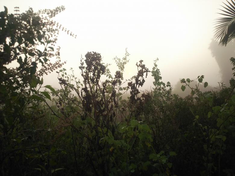 Free stock image of Foggy Plants created by mohamed aslam
