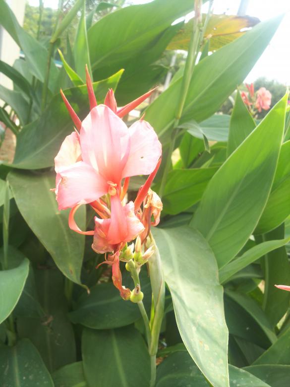 Free stock image of Red flower in green tree created by mohamed aslam