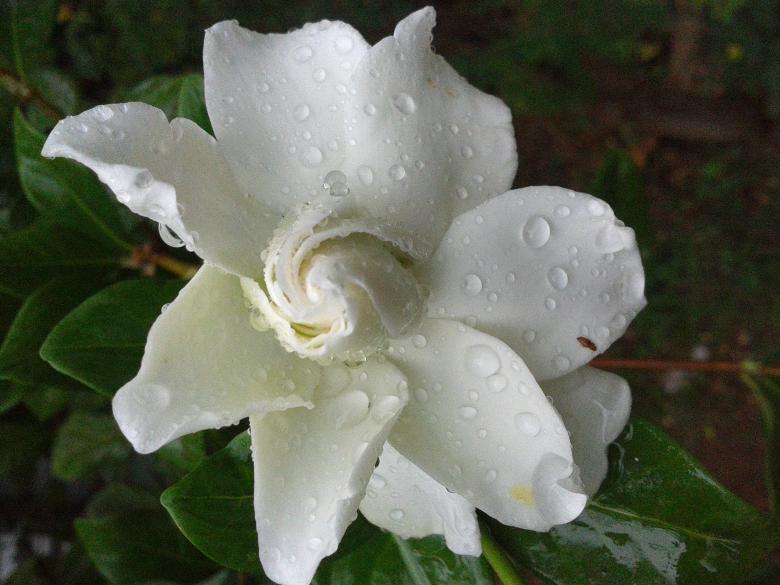 Free stock image of Wet White Flower in Summer created by mohamed aslam