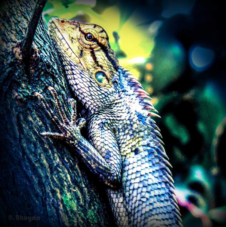 Free stock image of Garden Lizard created by Moon  Bhuyan