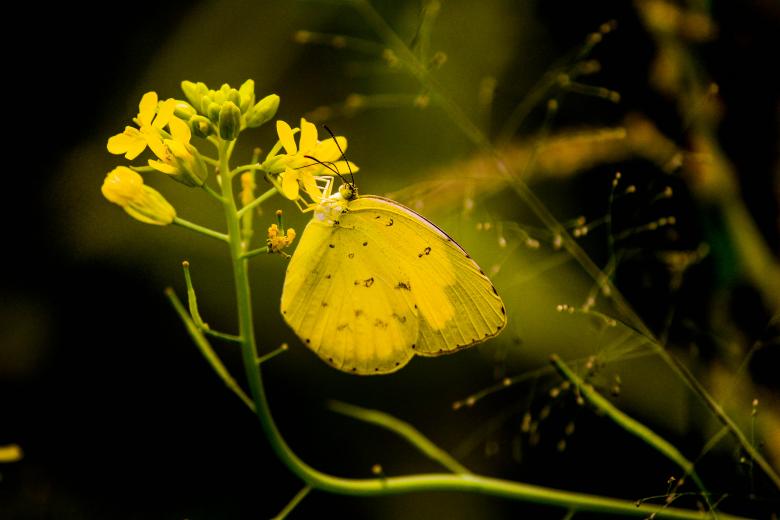 Free stock image of Yellow Butterfly and Flower created by Moon  Bhuyan