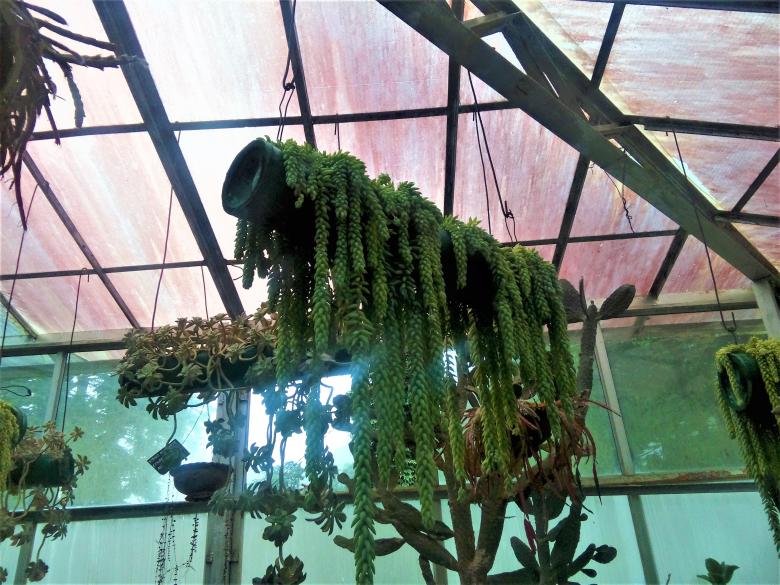 Free stock image of Hanging plant in a greenhouse created by mohamed aslam