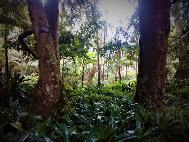Free stock image of  The Trees at Cayuse Pass created by mohamed aslam