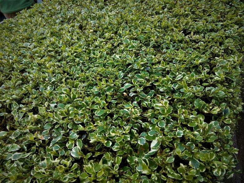 Free stock image of Beautiful vivid green leaves created by mohamed aslam