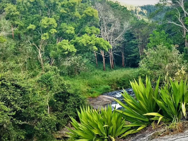 Free stock image of Beautiful mountain forest with river created by mohamed aslam