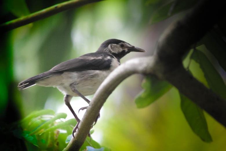 Free stock image of Pied Myna created by Moon  Bhuyan