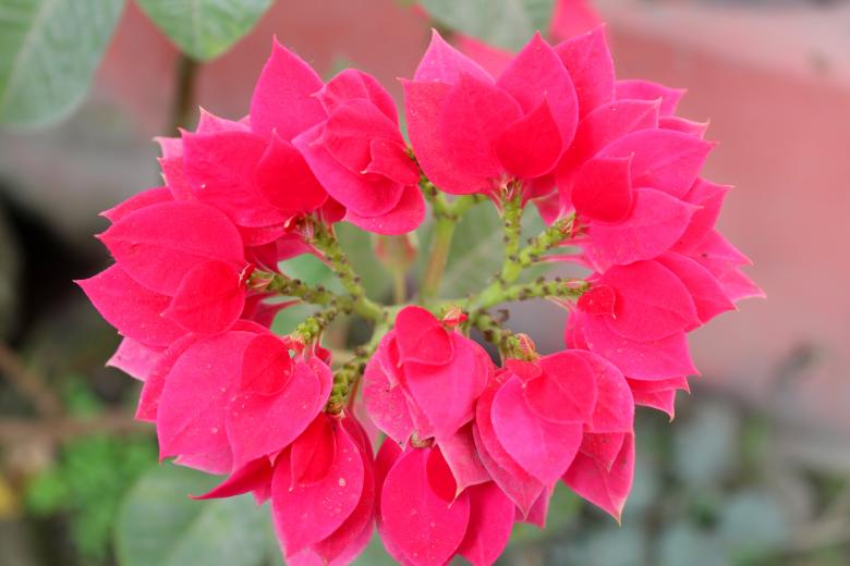 Free stock image of Pink Flower in Blossom created by Moon  Bhuyan