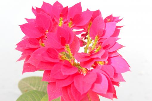 Pink Flower on White
