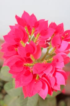 Pink Flower in Bloom