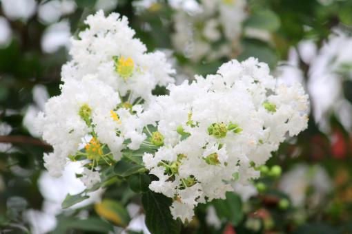 White Flower Blossoms