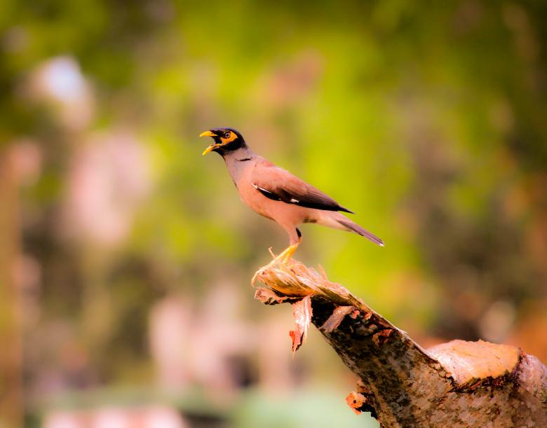 Free stock image of Myna Bird created by Moon  Bhuyan