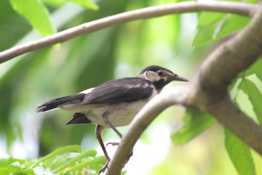 Pied Myna - Halika - Starling Species