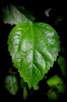 We love green leaves