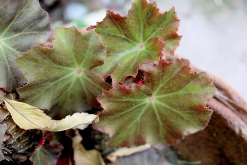 Abstract Leaves on Plant