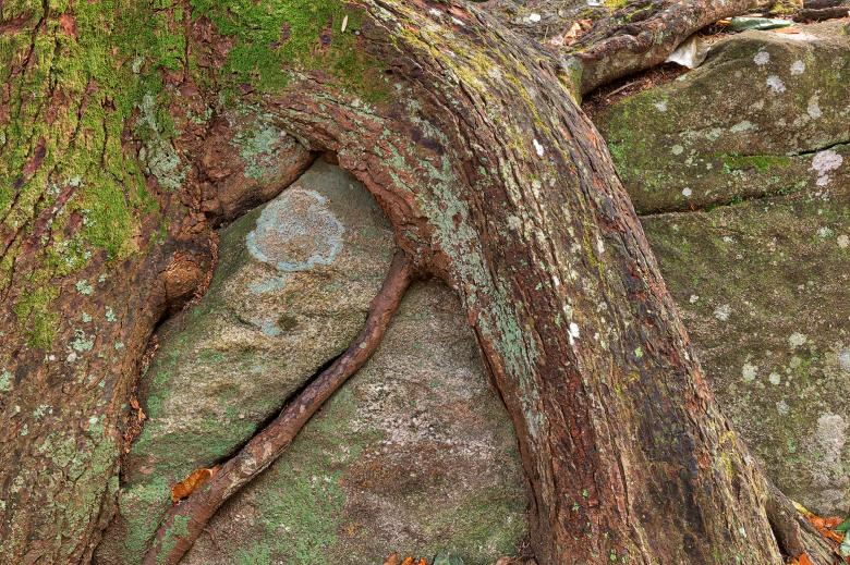 Free stock image of Rugged Roots created by Nicolas Raymond