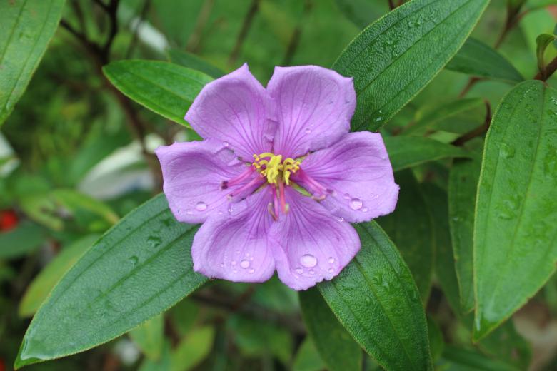 Free stock image of Wet Purple Flower Close-up created by Moon  Bhuyan