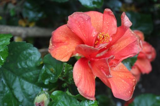 Red Flower in Bloom