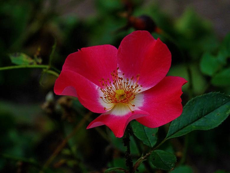 Free stock image of Red Summer Flower created by Hans Zeilstra