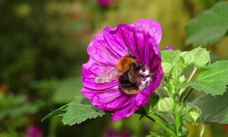 Free stock image of Pink flower and bee created by Hans Zeilstra