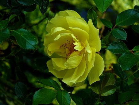 Free Stock Photo of Yellow rose in Amsterdam