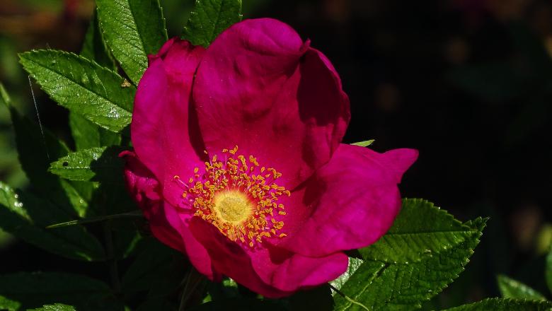Free stock image of Deep Purple Bloom created by Hans Zeilstra