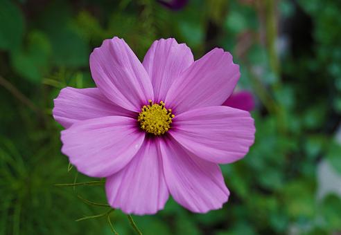 Free Stock Photo of Pink Flower in Amsterdam