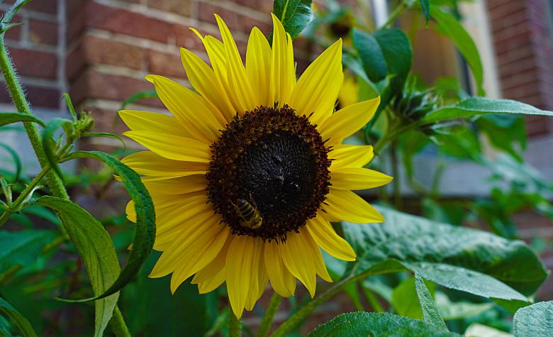 Free stock image of Sunflower in Amsterdam created by Hans Zeilstra
