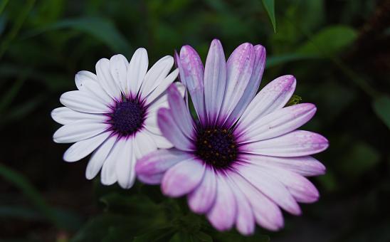 Free Stock Photo of Magenta and White Flowers
