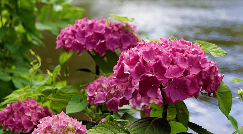 Free stock image of Pink Flowers by Water created by Hans Zeilstra