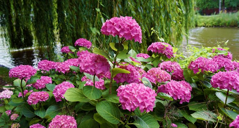 Free stock image of Pink Flowers in Amsterdam created by Hans Zeilstra