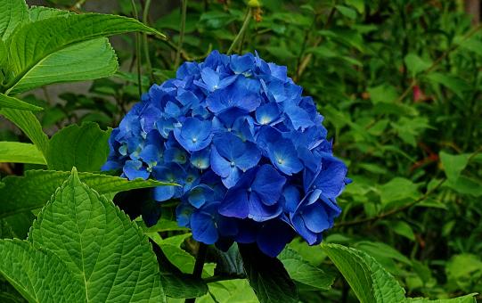 Free Stock Photo of Blue Flower and Green Leaves