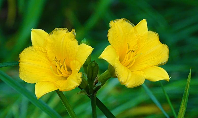 Free stock image of Yellow Flowers in Blossom created by Hans Zeilstra