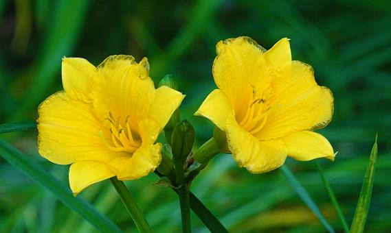 Free Stock Photo of Yellow Flowers in Blossom