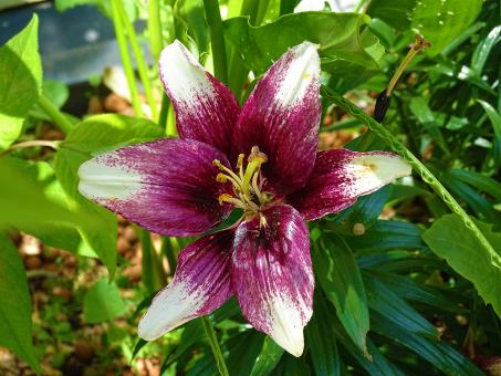 Free Stock Photo of White and Purple Lily