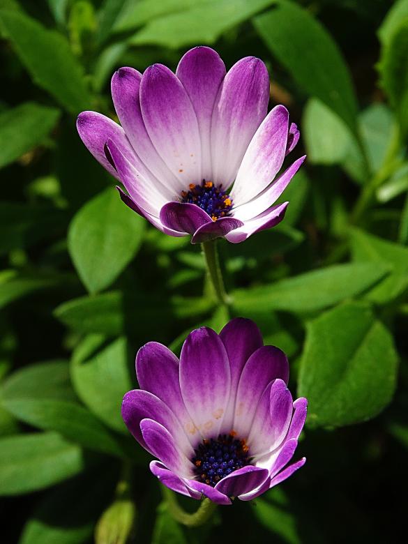 Free stock image of Purple and White Small Flowers created by Hans Zeilstra