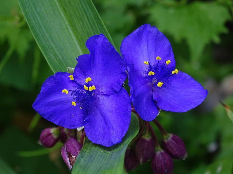 Free stock image of Blue Flowers in Amsterdam created by Hans Zeilstra