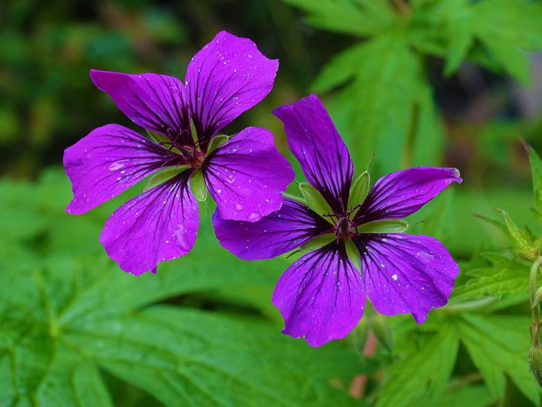 Free stock image of Violet Flowers with Droplets created by Hans Zeilstra