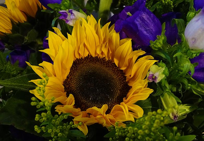 Free stock image of Sunflower Bed created by Hans Zeilstra
