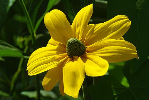 Free Stock Photo of Bright Yellow Summer Flower