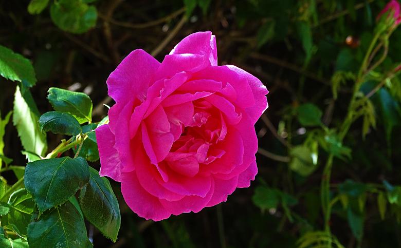 Free stock image of Vivid Pink Rose created by Hans Zeilstra